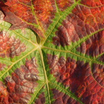 Dornfelder Blatt 2